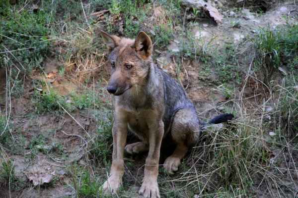Timberwolf-Welpe