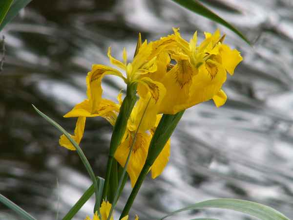 Gelbe Lilien am Wasser 1