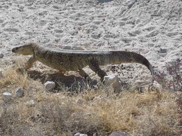 Waran im Etosha-Park Namibia