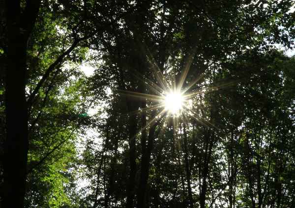 LICHT IM WALD I