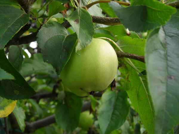 Apfel - Golden-Delicious