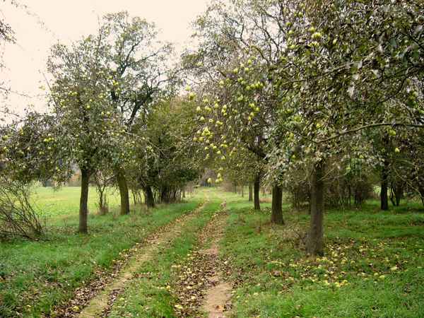 Obstschwemme 2