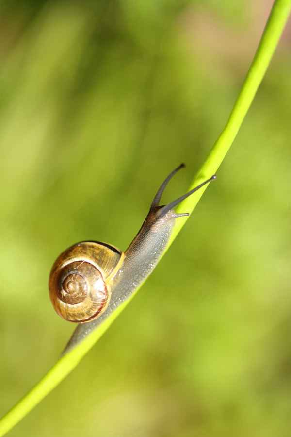 Die Schnecke auf dem Schnittlauchhalm ...
