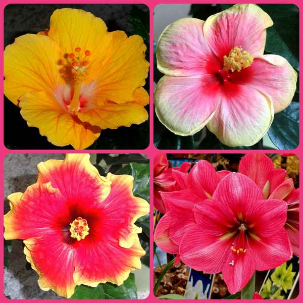 Hibiskus-Blüten (Collage)