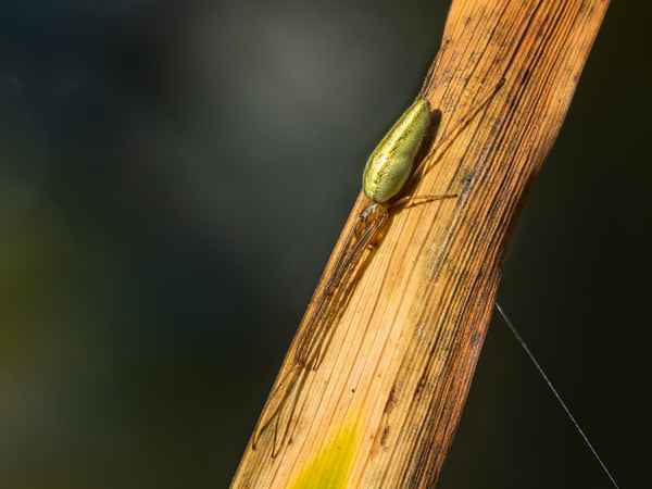 Gemeine Streckerspinne