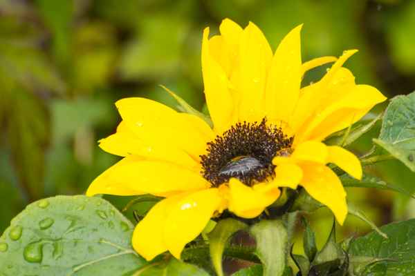Blüte im Regen