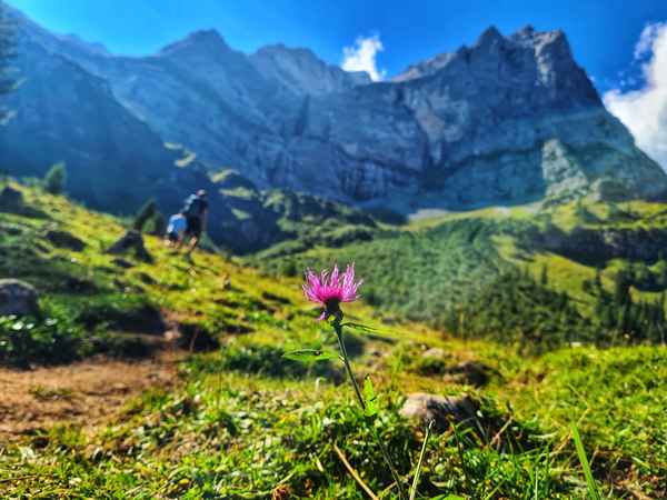 Blume vor Panorama