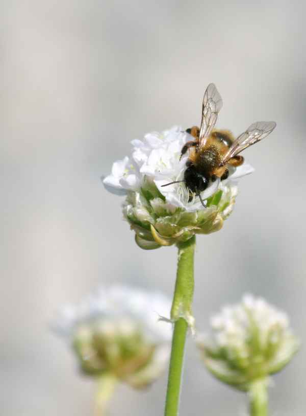 Biene an Grasnelke 1