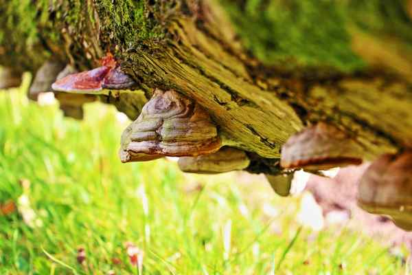 Pilze am Baum - Baumpilze
