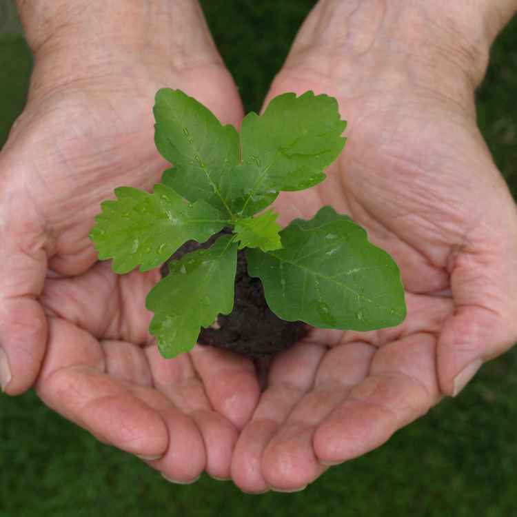 Junges Pflänzchen... _1