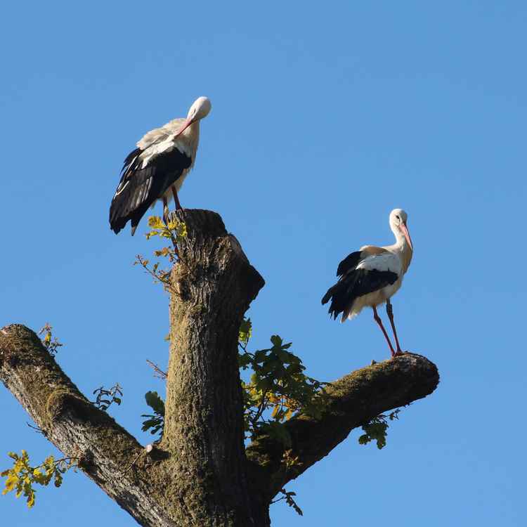 Weißstörche. Jetzt ist er da!