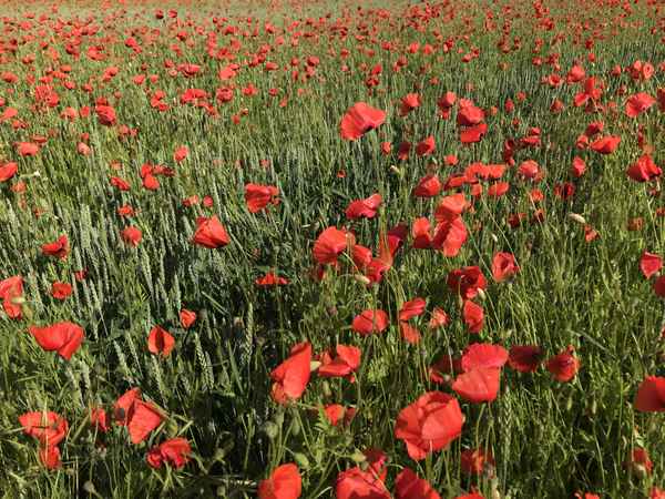 Mohnblumen im Sommer / Foto: Alexander Hauk
