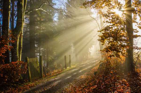 Morgensonne im Herbstnebel mit Gartentür