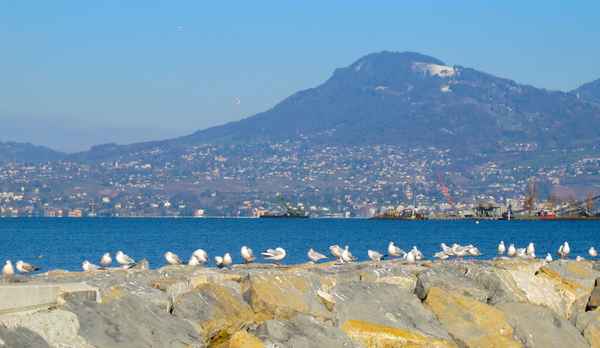 Möven-Konferenz am Genfersee