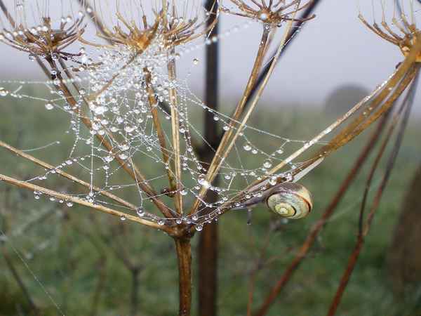 spaziergang im nebel