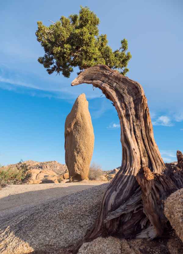 Joshua Tree NP