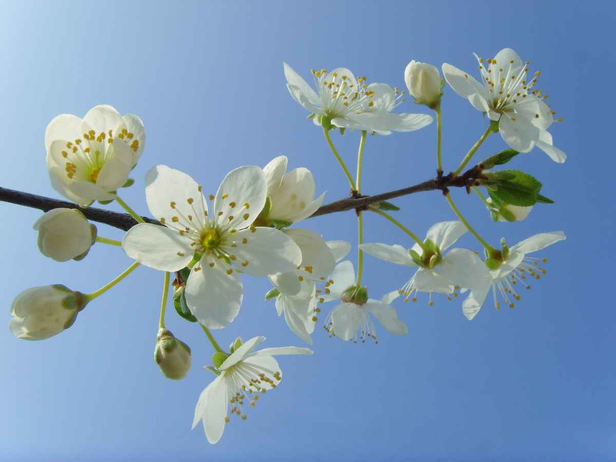 Kirschpflaumenblüten (Prunus cerasifera)