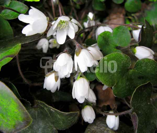 Weisse Leberblümchen am Waldrand