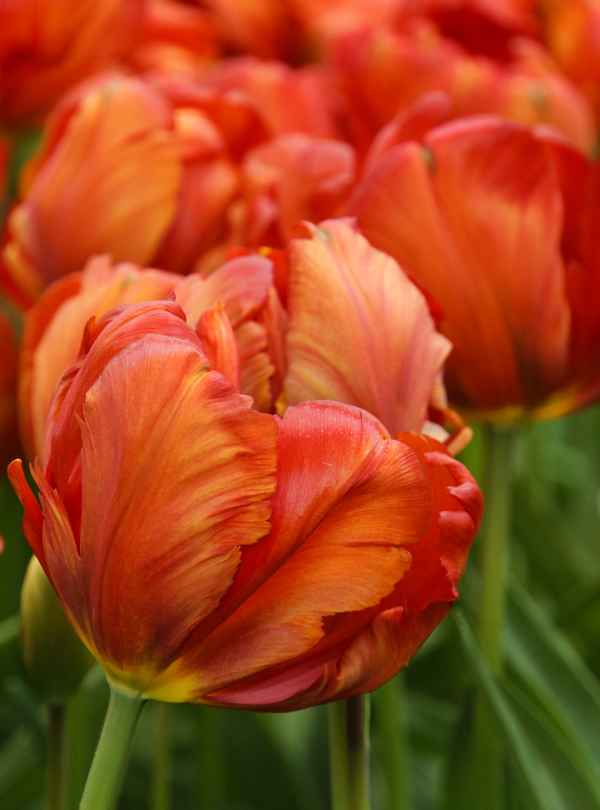 Tulpen - wie ein Gemälde