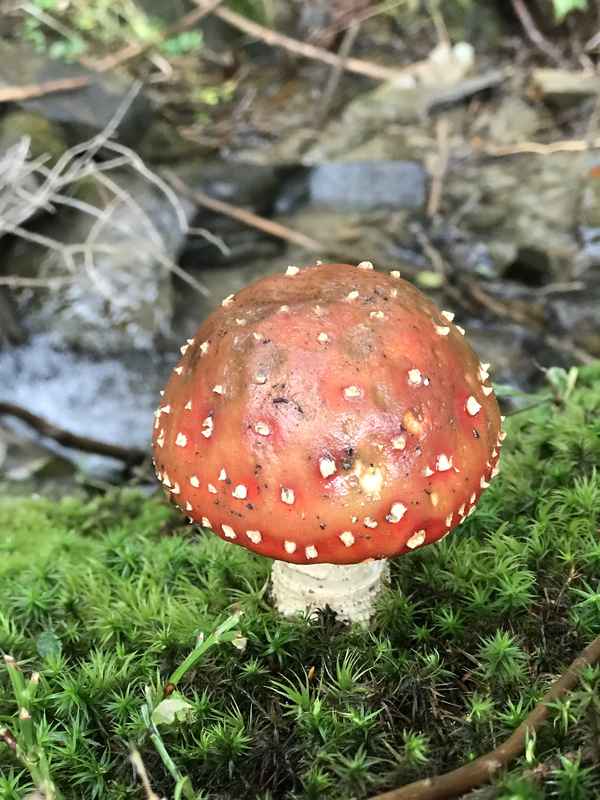 Fliegenpilz und Moos / Foto: Alexander Hauk