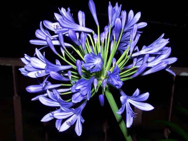 Agapanthus/Schmucklilie