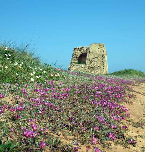 Wachtürmchen auf der bunten Wiese