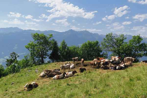 Sommerweide am Fuss der Felswände