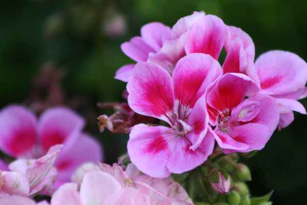 Rosa Geranie