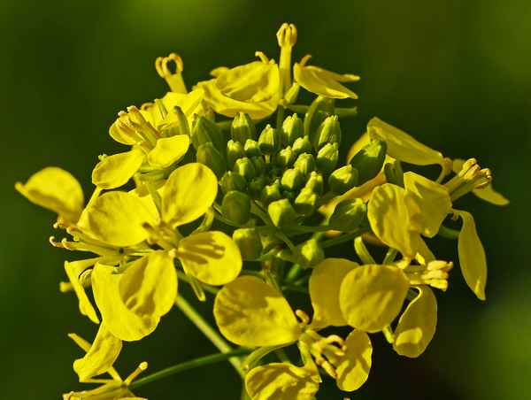 Blüte der Senfpflanze