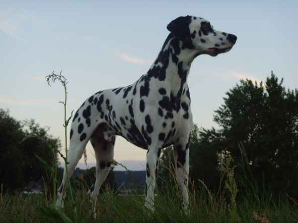 Paul der "Deichgraf" von Radebeul,