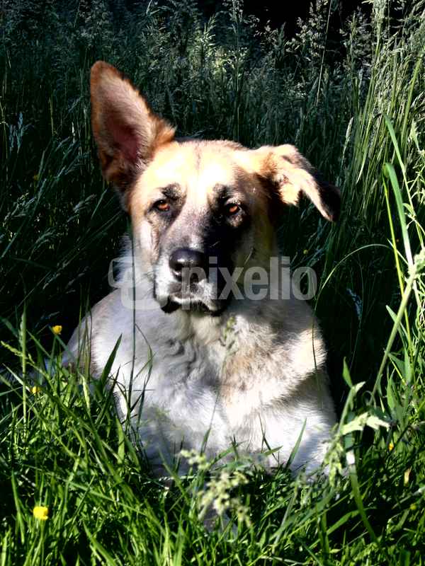 Marsha in der Sonne