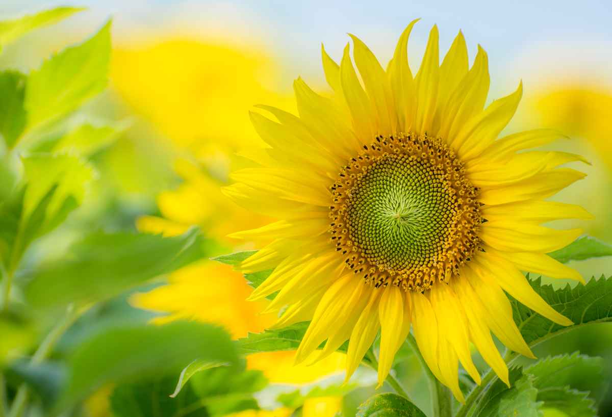 Sommer!!!