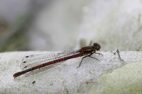 libelle sucht wärme