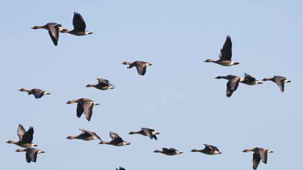 wildgänse auf dem weg nach süden