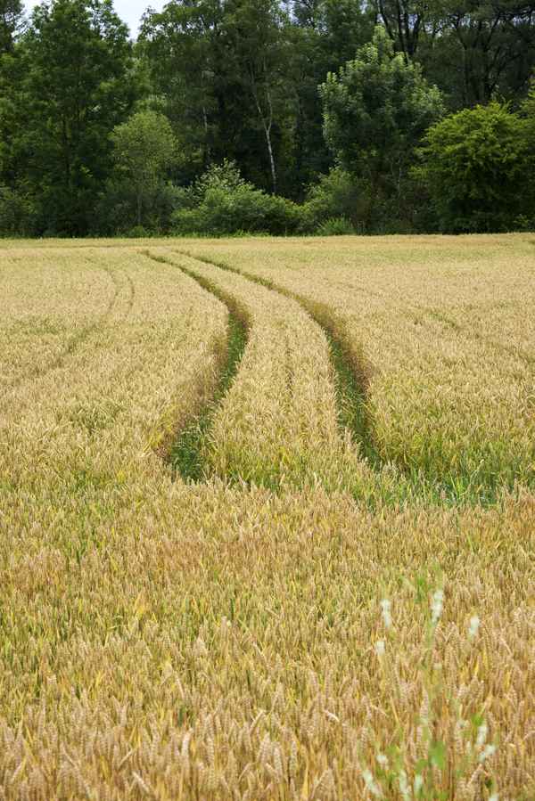 Getreidefeld