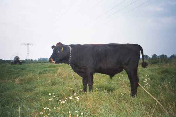 Angusbulle