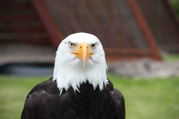 Weißkopfseeadler..König der Lüfte....auf der Adlerwarte