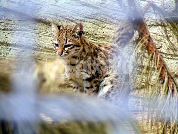 Tigerkatze