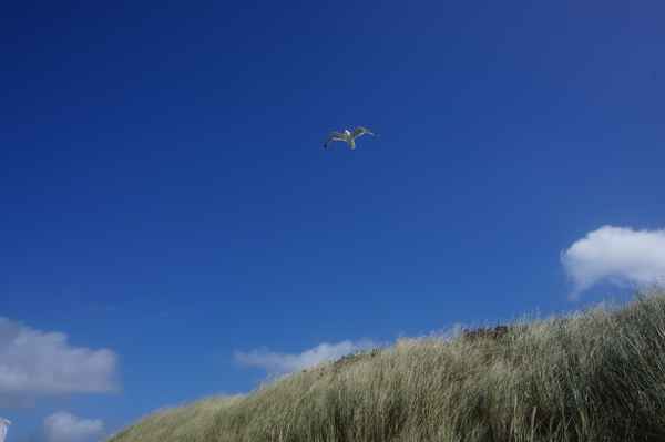 Möwe über einer Düne auf Sylt