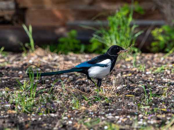 Ich bau mir ein Schloss ...