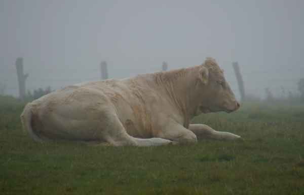 Rind im Morgennebel