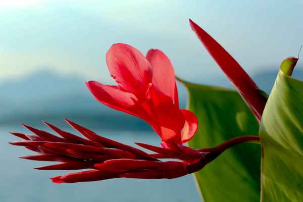 Canna indica / Die Enfaltung der Blüten