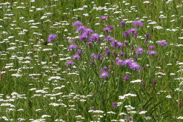 Sommerwiese
