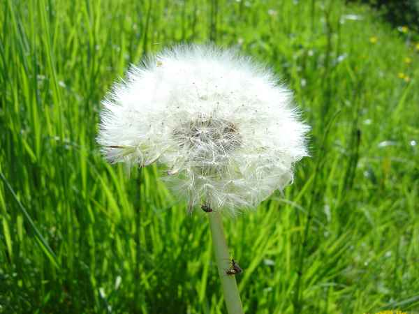 Drei Käfer erklimmen den Hochstab