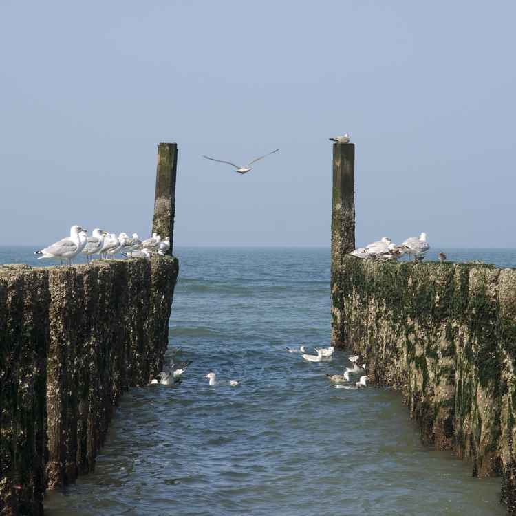 Strand Impressionen Zeeland 2