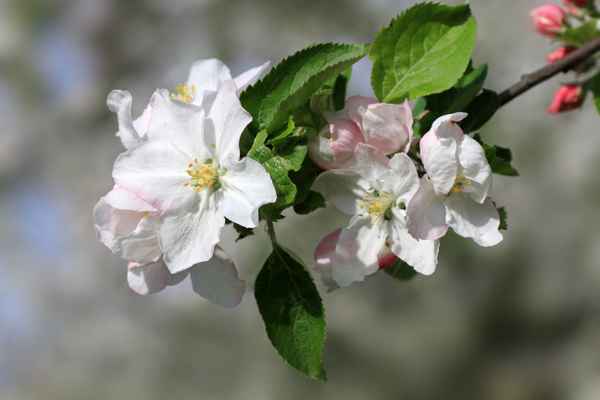 Apfelblüten