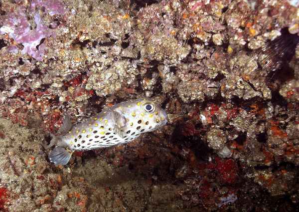 In die Enge getrieben