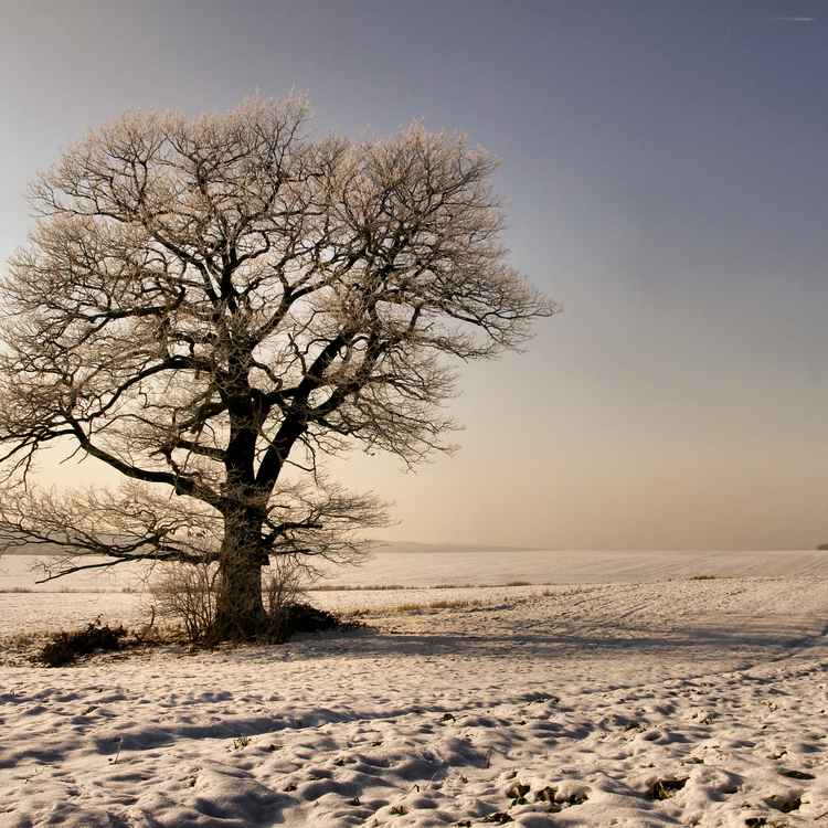 Eiche bei Minus 15 Grad