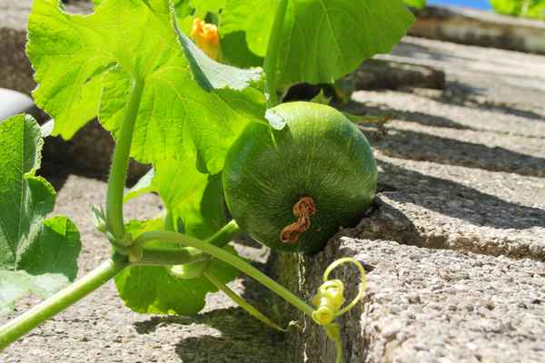 Grossstadt.Kürbis 03