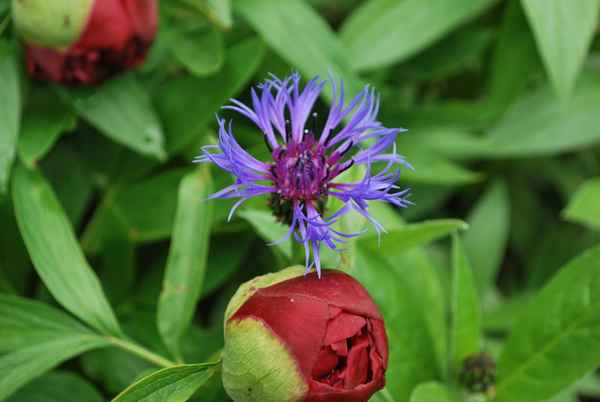 Die Kornblume - Centaurea cyanus